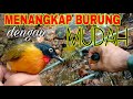 MEMBUAT JEBAKAN SEGALA JENIS BURUNG PALING AMPUH TANPA PIKAT