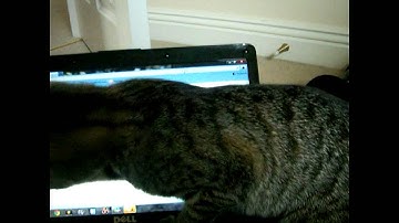 "Kitty Attacking Mouse Cursor Pointer" (Kitten Shorts #35:)