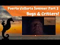 2023 Puerto Vallarta Summer Part 3: Bugs &amp; Critters