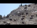 700 Metreden Domuz Avı Wild Boar Hunting