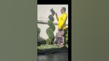 How to trim thuja SPIRAL