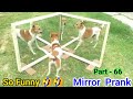 Mirror Prank For Dog 🐕 Hilarious Funny Reaction | All in 1 DK | Mirror Prank Dog Part - 66