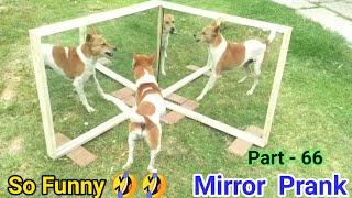 Dog funny reaction | be happy no bp