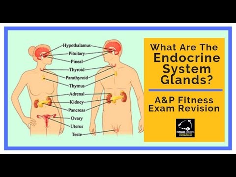 What are the endocrine system glands?