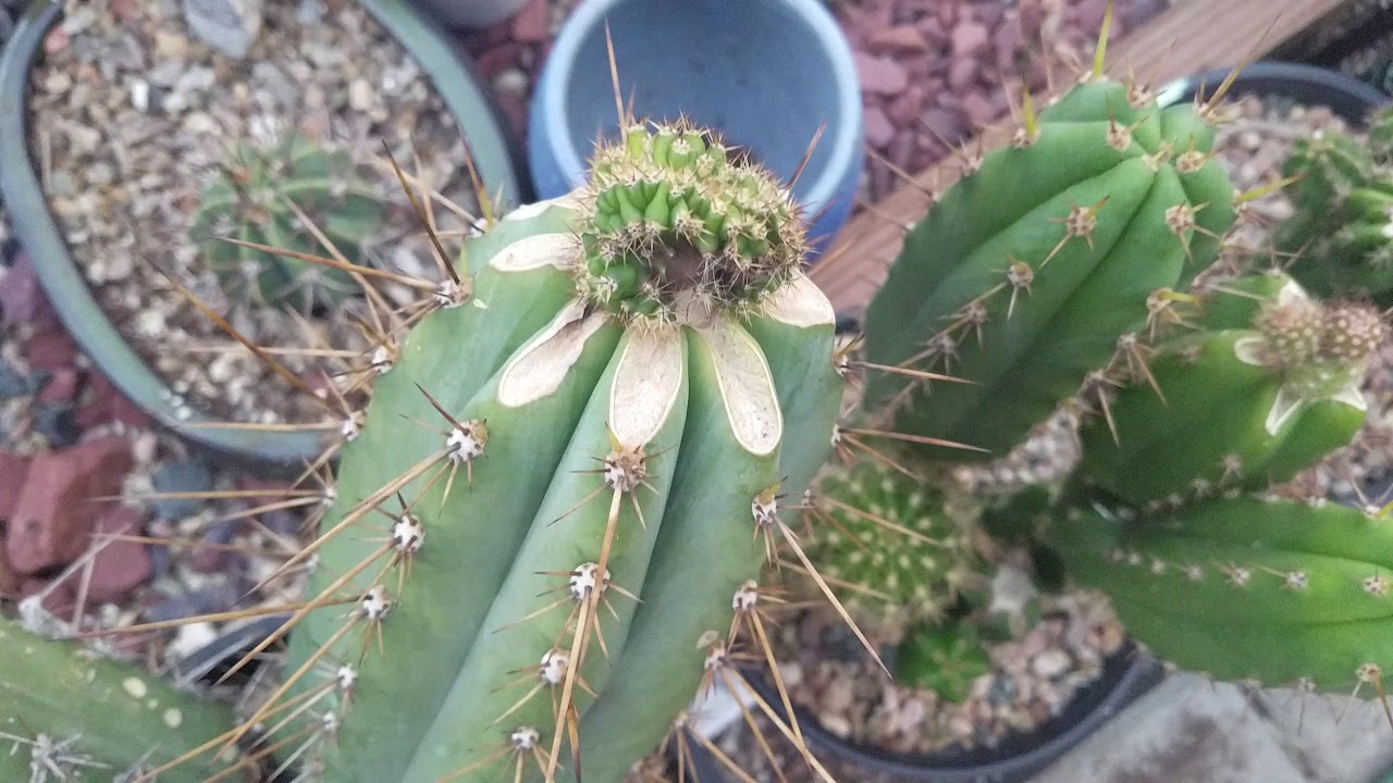 Scopulicola x olivia crests.