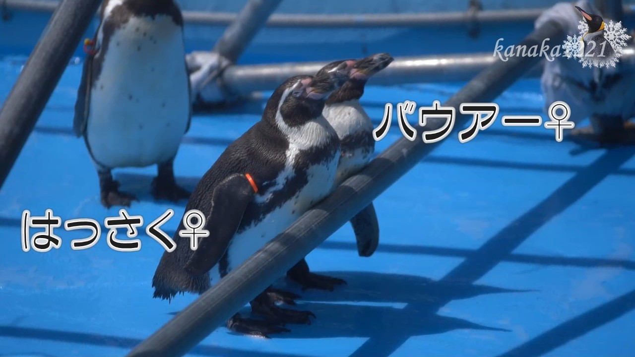 白クマちゃん＆ペンギンズ☆遊びつくせ！夏ー！ プールに浸かりながらのおやつもサイコ～にうまい♥ だいぶ夏を