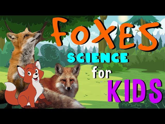 Foxes | Science for Kids class=