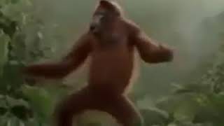 Macaco Dançando Funk Kkk