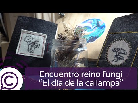 "El día de la callampa" reunió a entusiastas del reino fungi