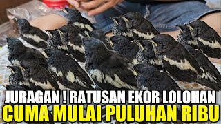 BANJIR RATUSAN EKOR BURUNG LOLOHAN ! SEMUA DIJUAL MULAI PULUHAN RIBU DIKIOS PASAR PRAMUKA by Kabar Kicau 16,658 views 8 days ago 23 minutes