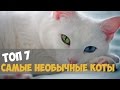 ТОП 7 САМЫЕ НЕОБЫЧНЫЕ КОТЫ В МИРЕ