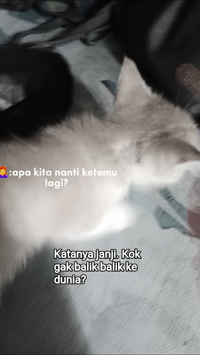 #rameindong #catmeows  #sad  #rameindong  #apakahkitabisa? #janji