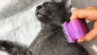 Cat Enjoy Brushing | Lucky Korat Cat by Lucky Korat Cat 544 views 2 years ago 5 minutes, 20 seconds