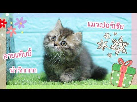 แมวเปอร์เซีย ลายแท็บบี้ : บ้านแมว Babycathome