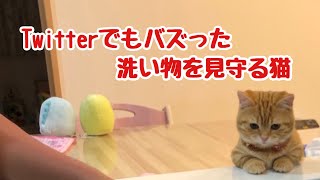 洗い物を見守る猫