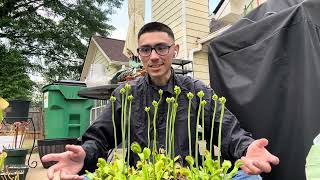 Venus Flytrap Care Guide! (+Tips)