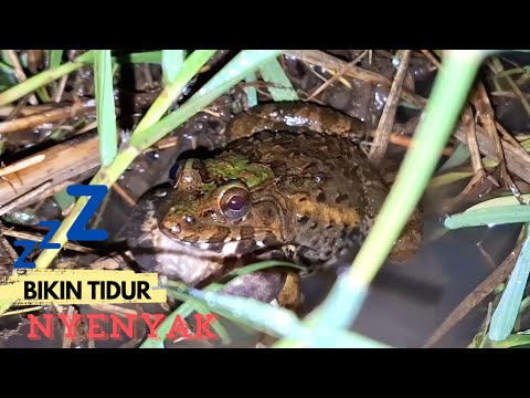 Suara Kodok dan Jangkrik Pengantar Tidur