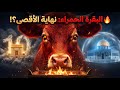 هل و لدت البقرة التي ست شعل نهاية العالم السر الأكبر في العقيدة اليهودية ينكشف الآن 