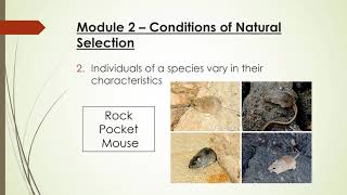 EnvSci Module 2 notes: Investigating Changes in Life Over Time