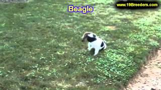 Beagle, Puppies, For, Sale, In, Gresham, Oregon, County, OR, Multnomah, Washington, Clackamas, Lane,
