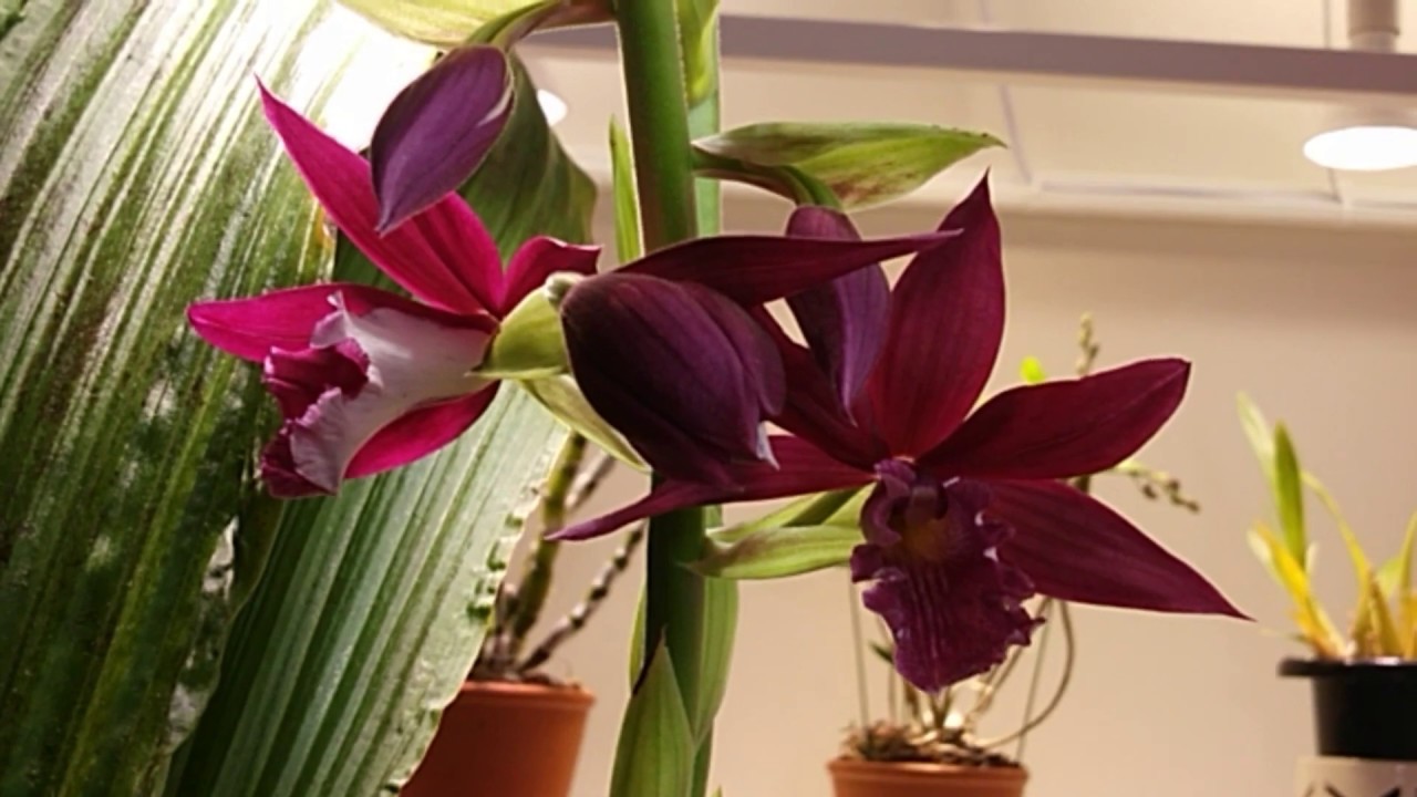 Орхидея Каланта х Фаюс Phaiocalanthe Kryptonite