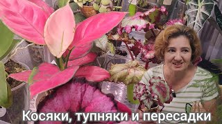 видео: Адениумы, бегонии, косяки, тупняки и пересадки картинка: Адениумы, бегонии, косяки, тупняки и пересадки