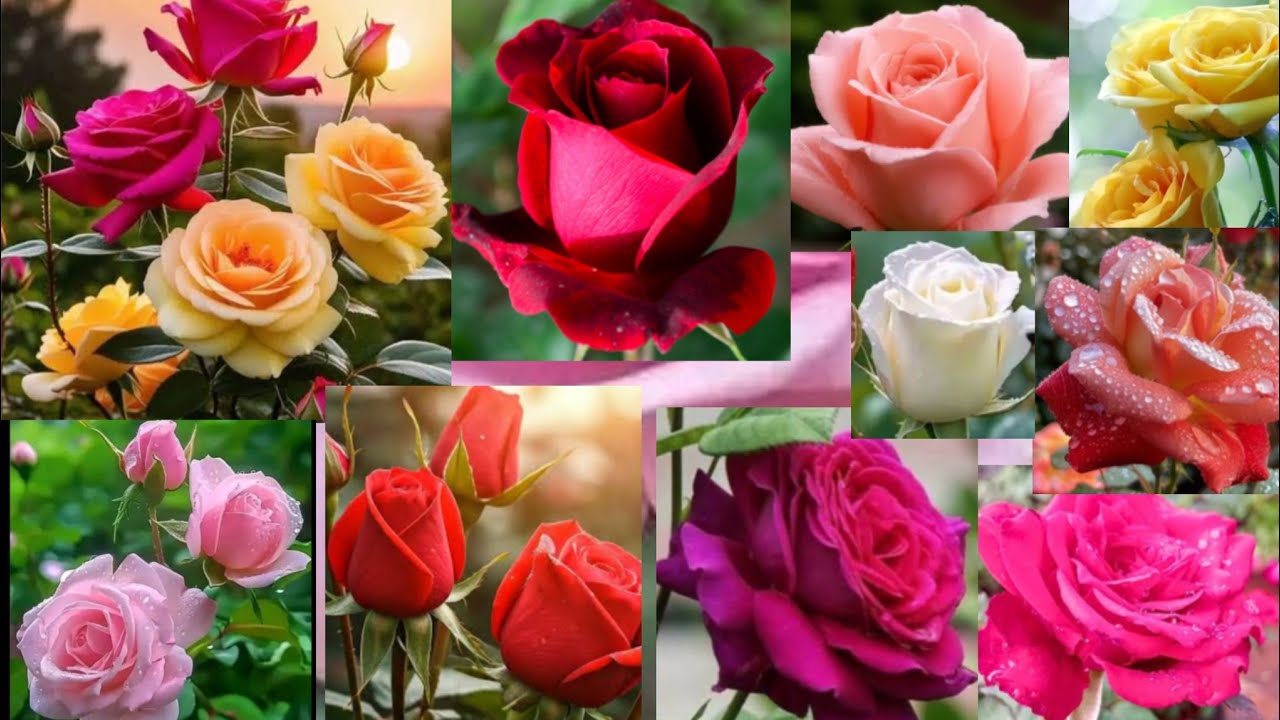 ആരും കൊതിച്ചുപ്പോകുന്ന പൂക്കളിൽ ഒന്നാണ് റോസ് 😂 ||  AMAZING ROSE WORLD || FLOWERS WORLD