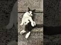 Funny cats videos 🤣#cat #shorts #trending