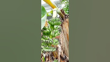 Cây Chuối Không Đọt Có Trái Độc Lạ Miền Tây #shorts