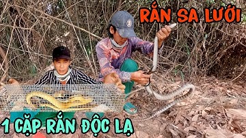 lần đầu tiên thăm bẫy rắn dính 2 con 1 con cực độc và 1 con không có độc cái kết