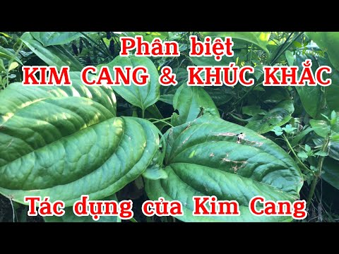 Video: Thông tin về Smilax: Cách Tận dụng Cây Nho Smilax Trong Vườn