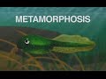 Metamorphosis tadpole into a frog song about frog life cycle old version