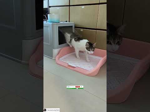 aktifitas si aon didalam toiletnya#viral #funny #shortvideo #cute #video #shorts #short #cat