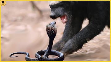 Snakes that messed with the wrong mongoose…