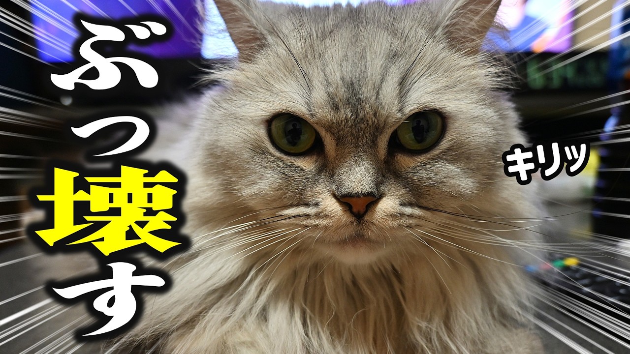 いつかテレビをぶっ壊す予定の猫がこちらです…