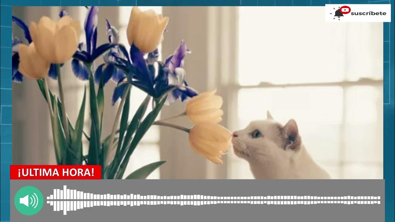¿Por qué los gatos abren la boca cuando huelen algo YouTube