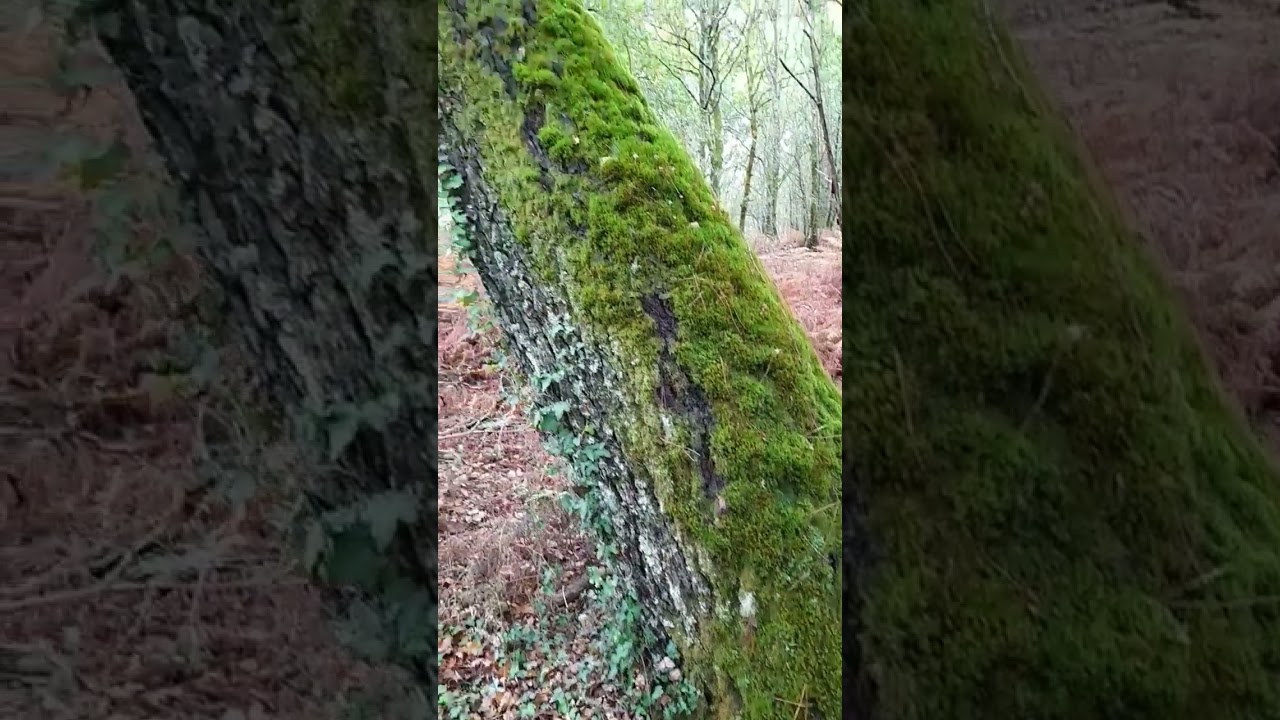 Galicia#Ourense#Naturaleza#bosque#España