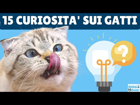 15 Curiosità sui