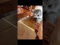 It’s shocking how fast a cat’s reaction time is No wonder mice can hardly get away