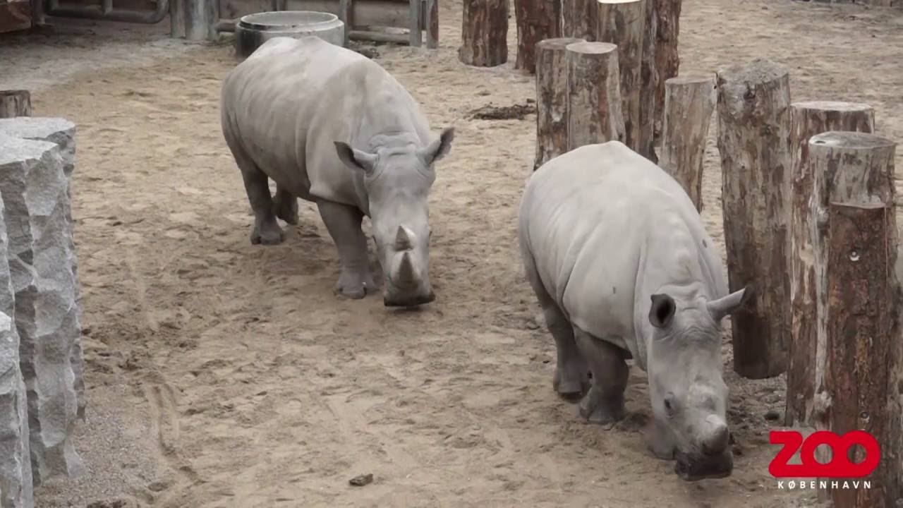 Næsehorn indtager Savannen på ny | Copenhagen Zoo