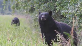 New name same fun National Black Bear Festival happens this Saturday