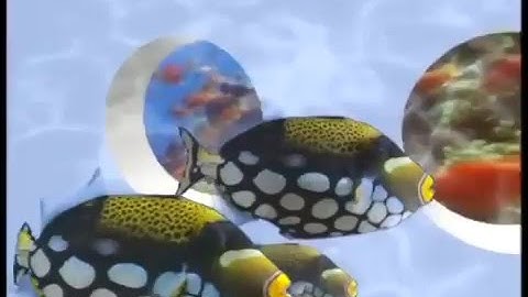 EYEWITNESS | Intro Opening Theme (correct pitch)