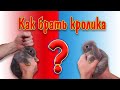 Как брать кролик на руки?