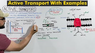 Active Transport: This is how active transport occurs in Living Organism