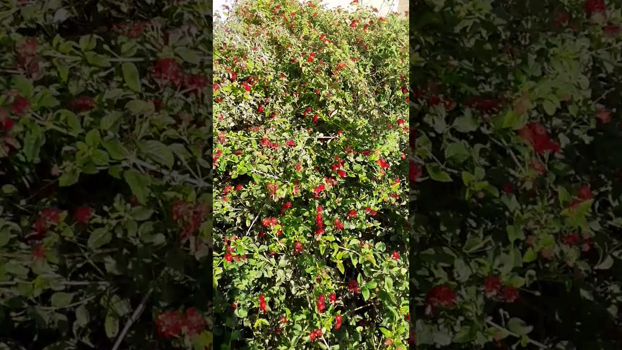 Clean Bush Bush clean up - YouTube