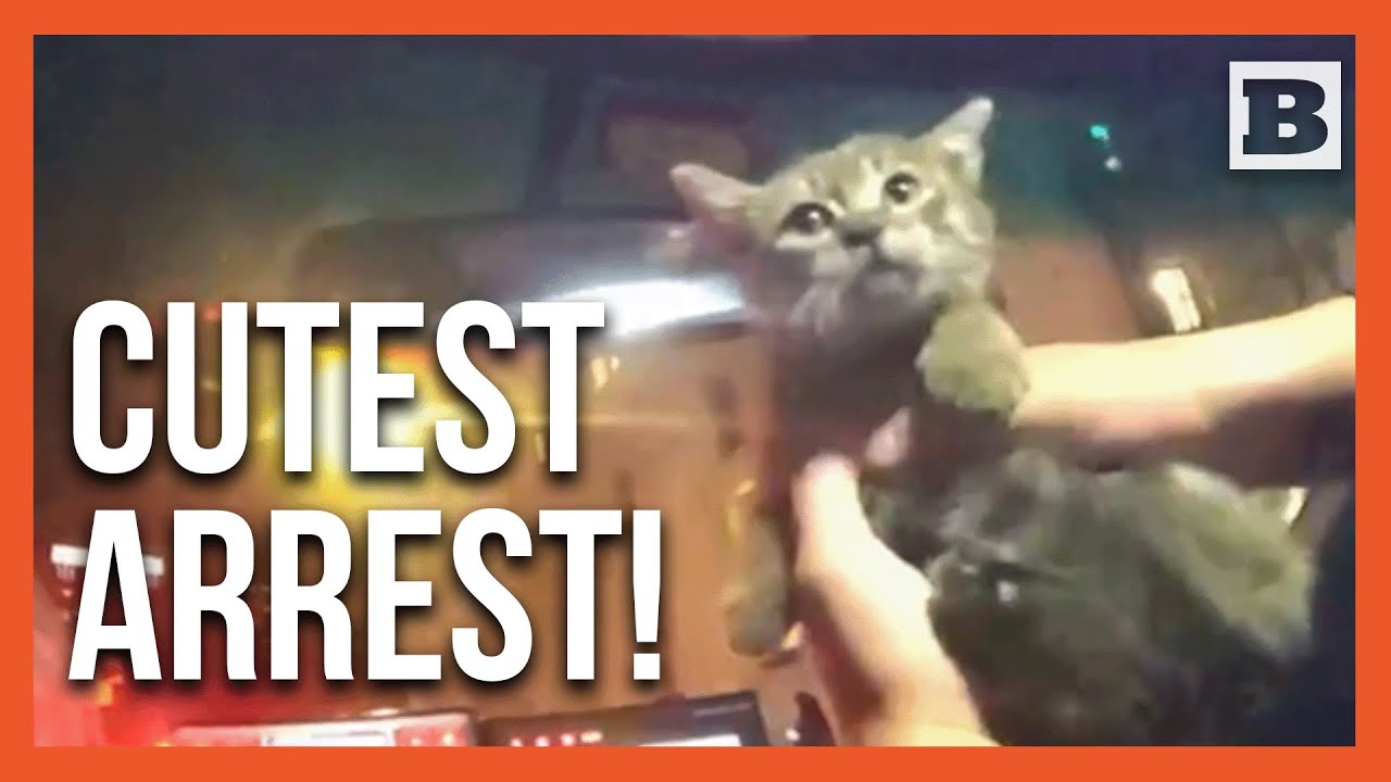 Не все герои носят плащи — некоторые носят котят