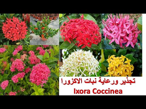 فيديو: العناية بالنباتات Ixora - تعرف على كيفية زراعة شجيرة Ixora