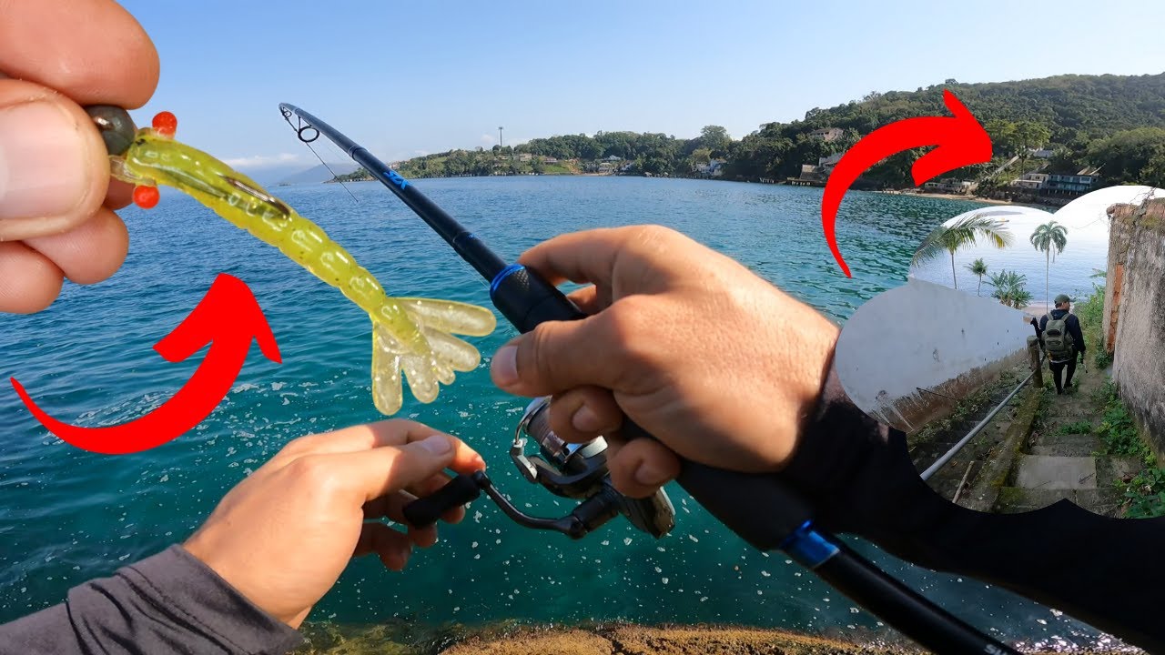 PEIXE EM ABUNDÂNCIA! O QUE ESTÁ ACONTECENDO EM ANGRA DOS REIS?