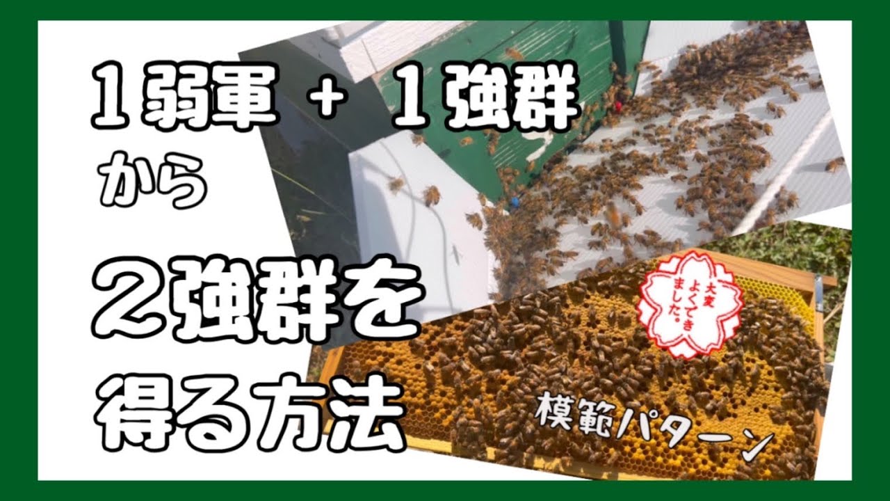 強群への道　弱群を強群に仕立て上げる　＃ミツバチ＃養蜂＃強群