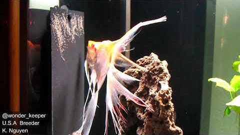 Albino Angelfish (Cá Ông Tiên /Cá Thần Tiên)